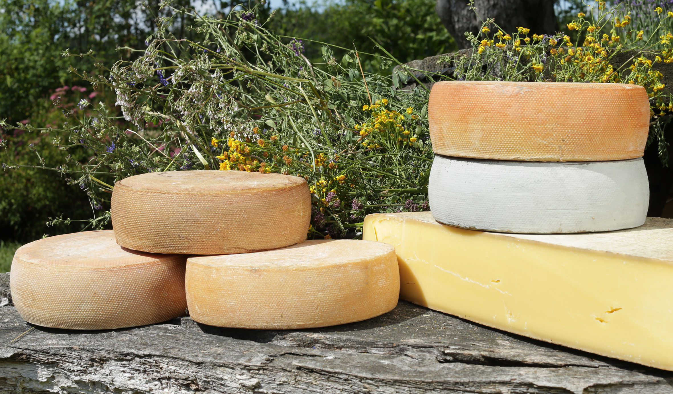 Jelitta Maitre Grotte